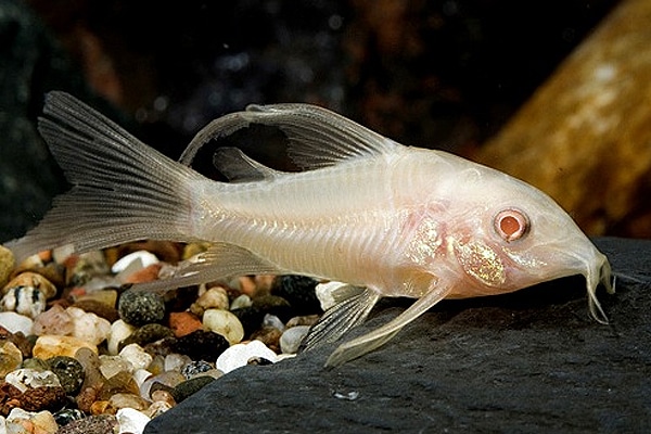 Poissons corydoras panda , Venezuela, sterbai, paleatus , albinos, aenus , pigmeus