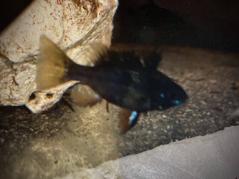 Ramirezi bleu , gold , black , microgeophagus