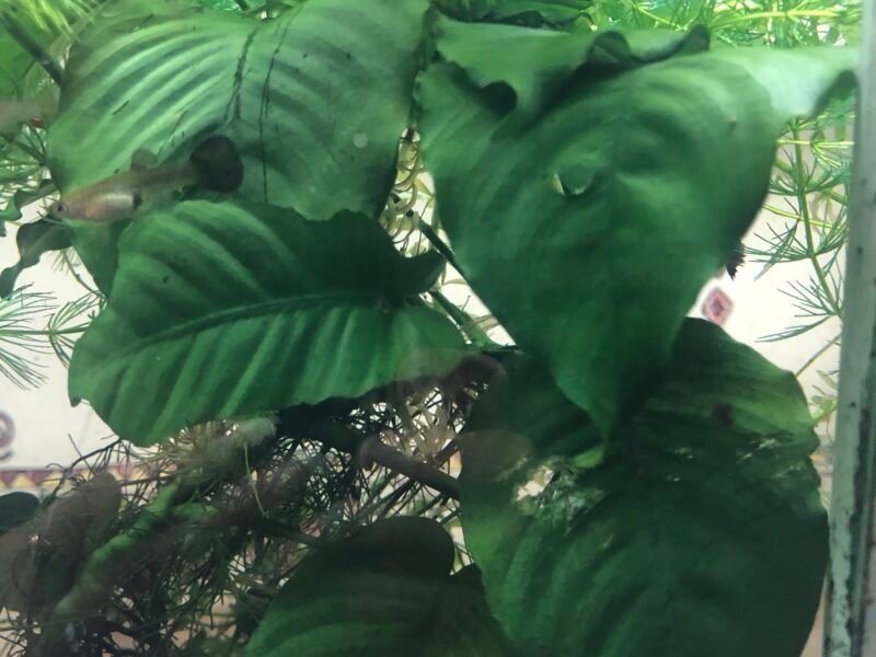 plantes d aquarium et autres