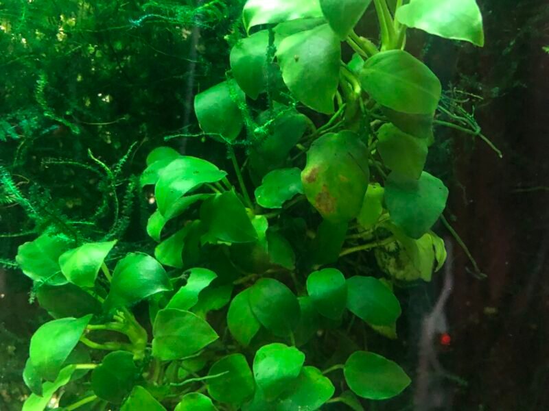 plantes d aquarium et autres