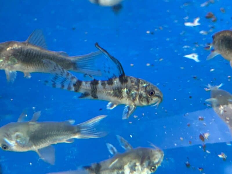 Poissons corydoras panda ,Venezuela, aenus ,sterbai, paleatus ,albinos ,pigmeus