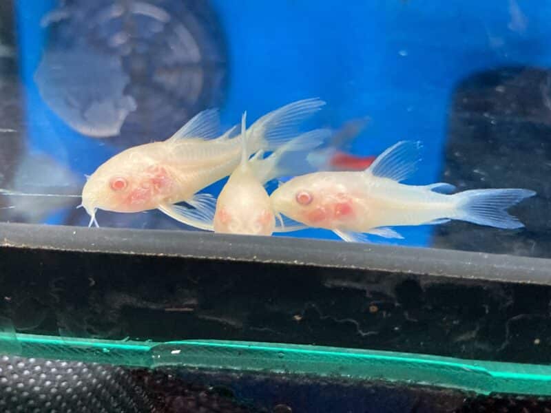 Poissons corydoras panda , sterbai, Venezuela black, albinos , aenus , paleatus