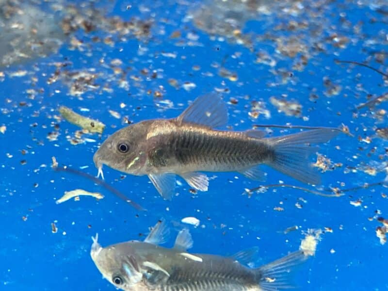 Poissons corydoras Venezuela black, sterbai, panda ,aenus , paleatus, albinos