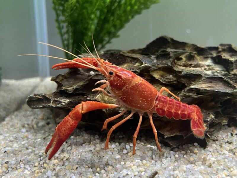 Écrevisse cherax