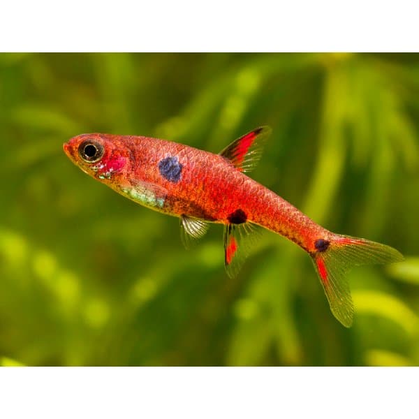 Rasbora nain • Boraras maculatus