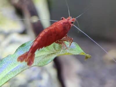 Neocaridina davidi (var. red)