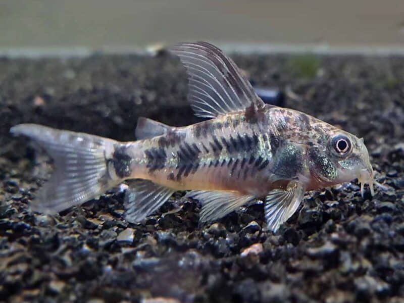 Poissons corydoras panda , Venezuela, sterbai, paleatus , albinos, aenus , pigmeus