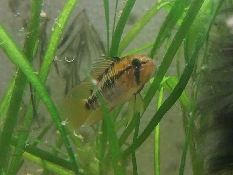 apistogramma macmasterie