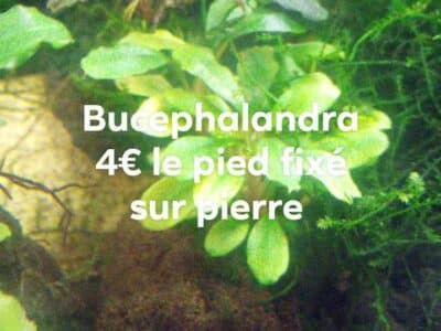 Bucephalandra sur pierre