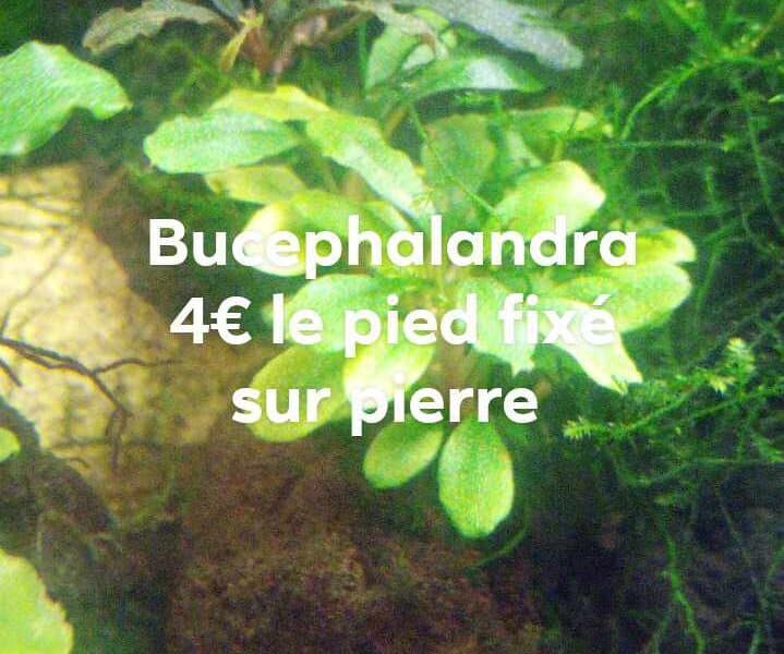 Bucephalandra sur pierre