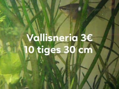 Vallisneria