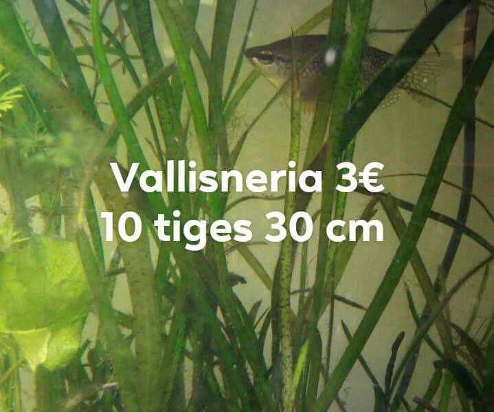 Vallisneria