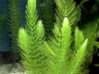 Ceratophyllum demersum, plante d'aquarium