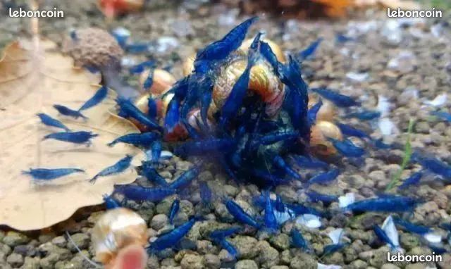 Lot crevettes Blue Dream Blue velvet