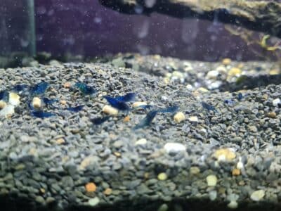 Crevette blue velvet