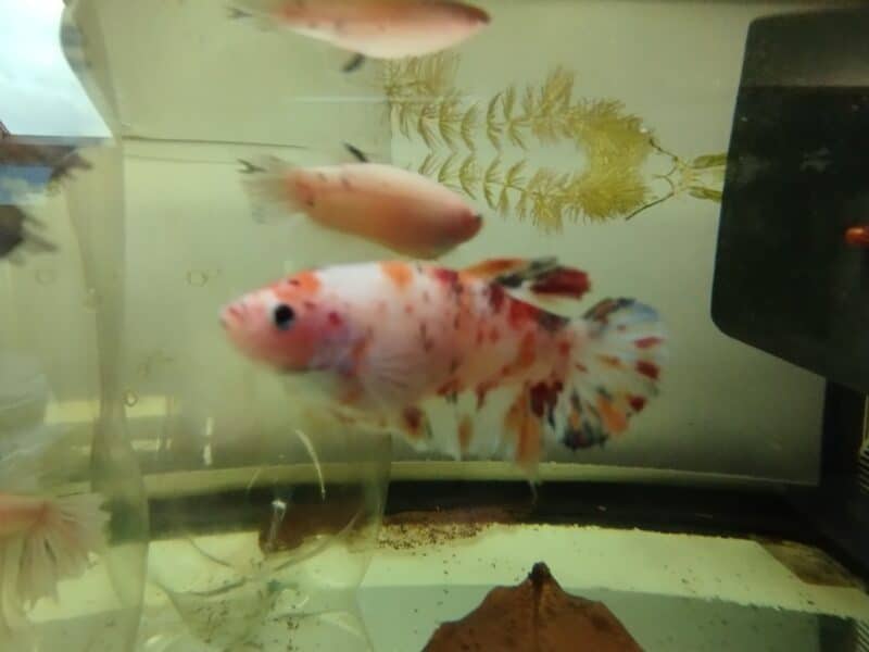 males et femelles combattant halfmon galaxy koi