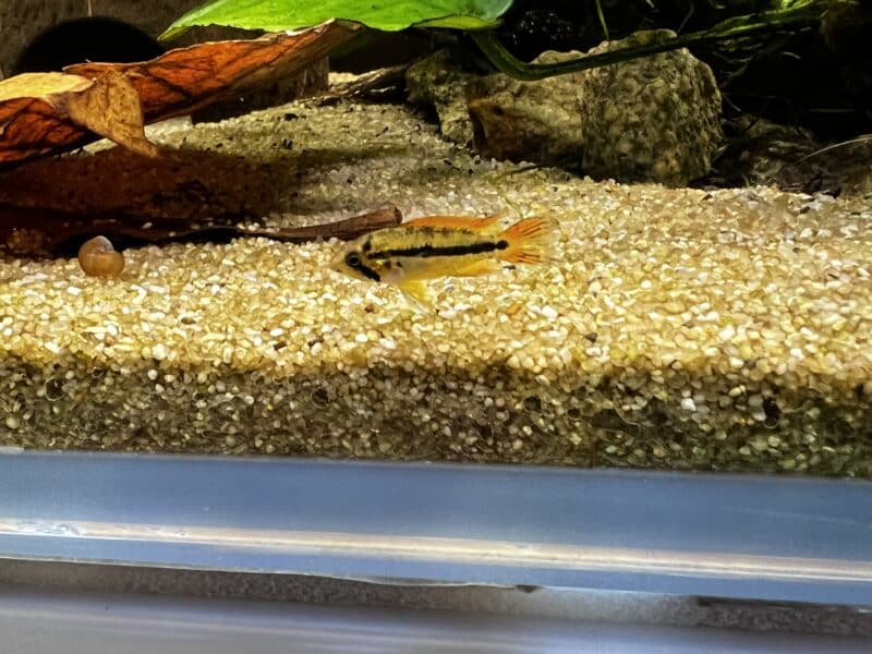 Jeune Apistogramma Cacatuoides