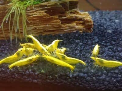 Lot de crevettes yellows néon vivant en eau du robinet