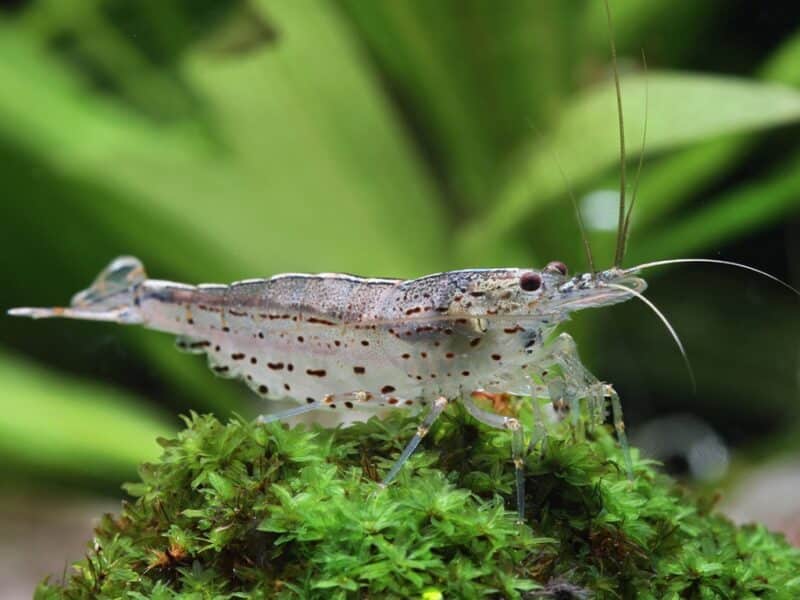 vends crevette neocaridina grise