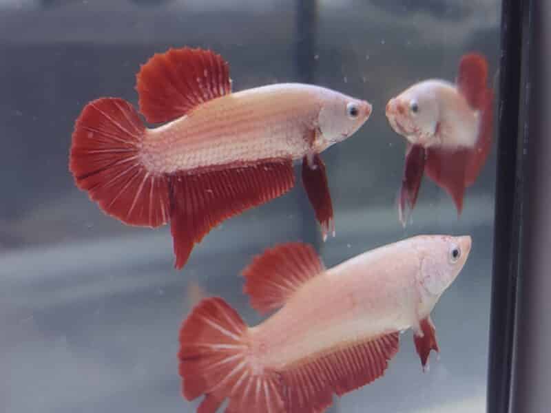 Couple Betta Splendens - Red dragon