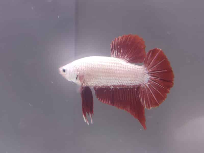 Couple Betta Splendens - Red dragon