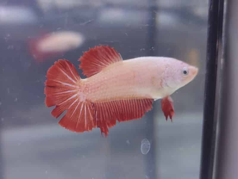 Couple Betta Splendens - Red dragon