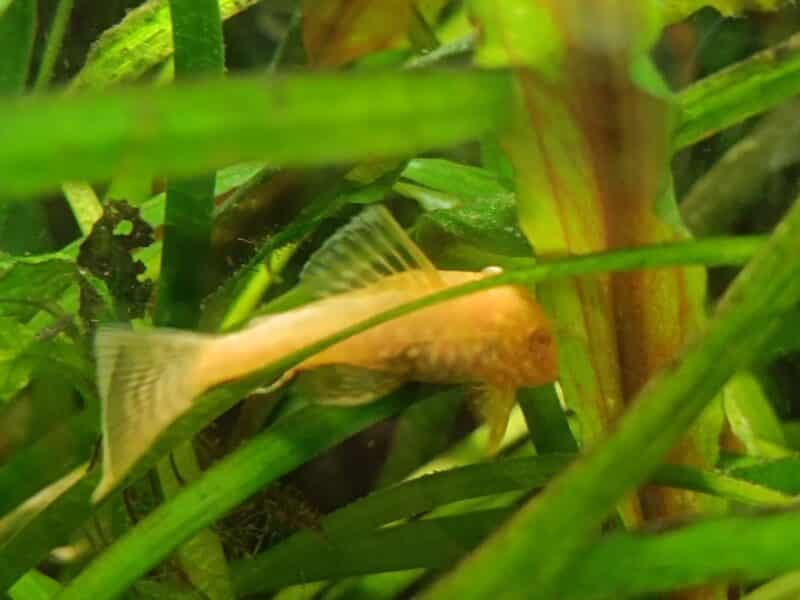 Jeune ancistrus gold albinos