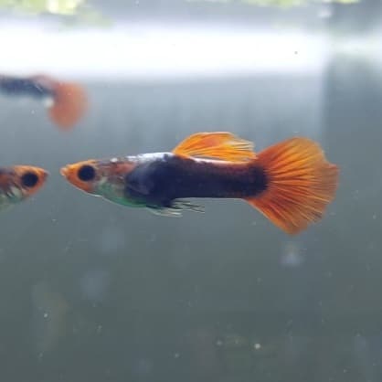 Mâles Guppy Koi