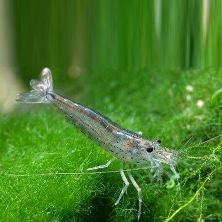 vends crevette neocaridina grise