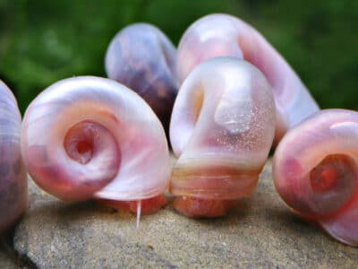 vends escargots d'eau douce ( planorbes )