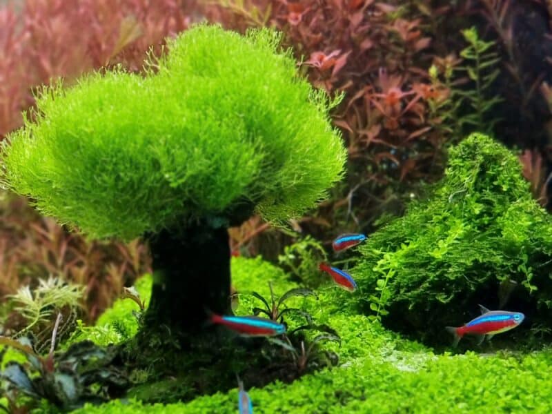 Plantes aquatiques