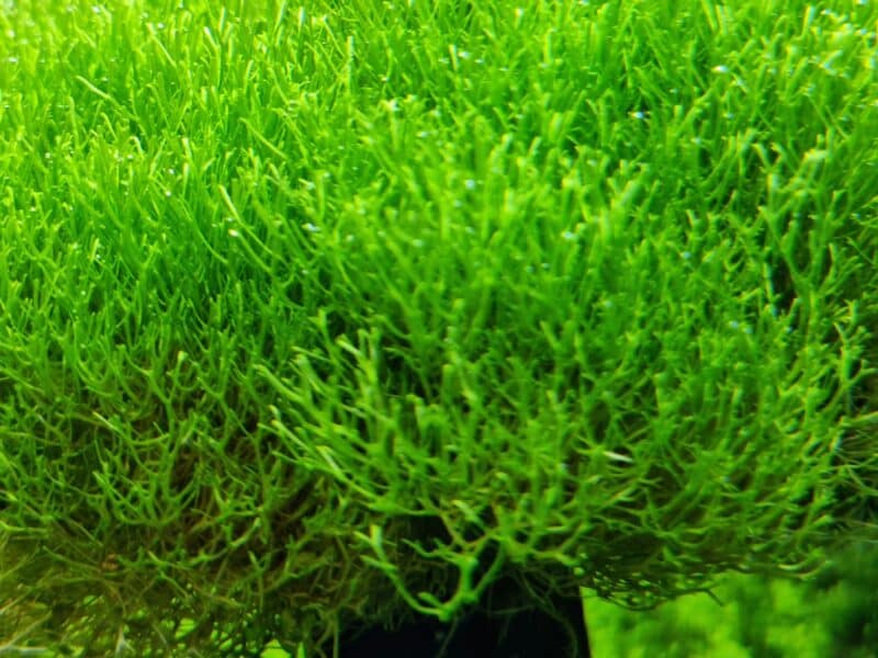 Plantes aquatiques