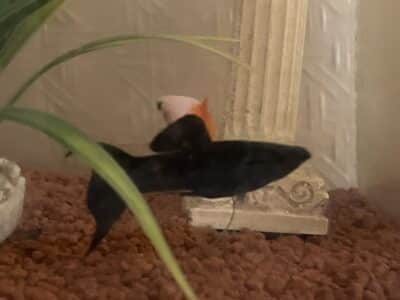 Black Molly / Platys