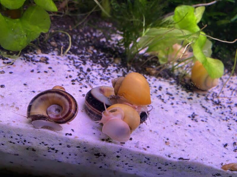 Pleco Corydoras Ancistrus escargots