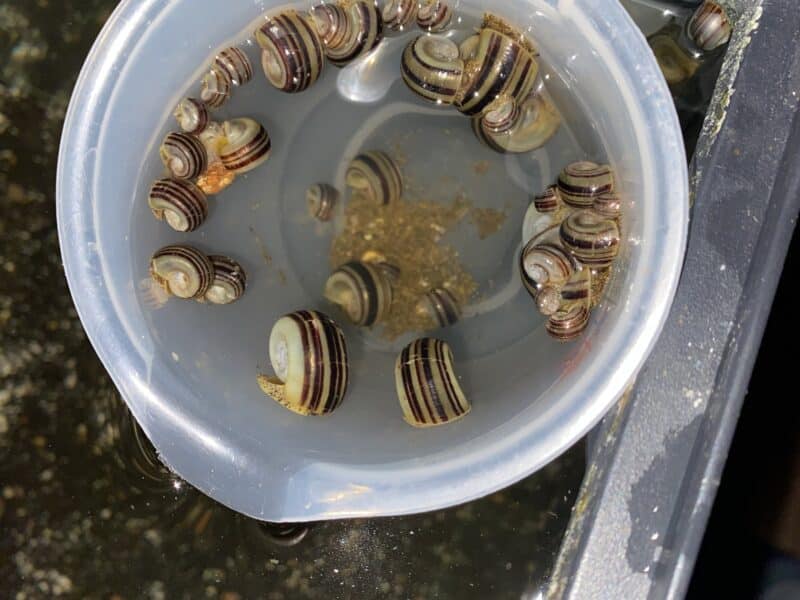 Pleco Corydoras Ancistrus escargots