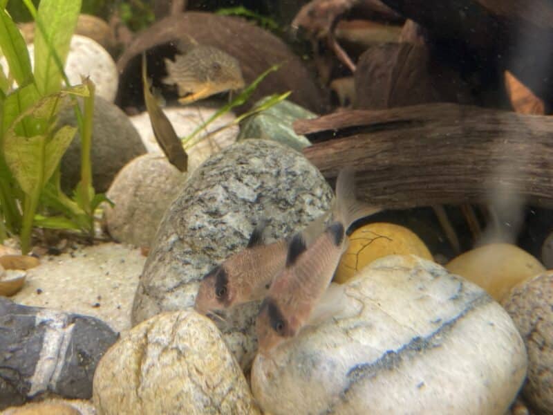 Pleco Corydoras Ancistrus escargots