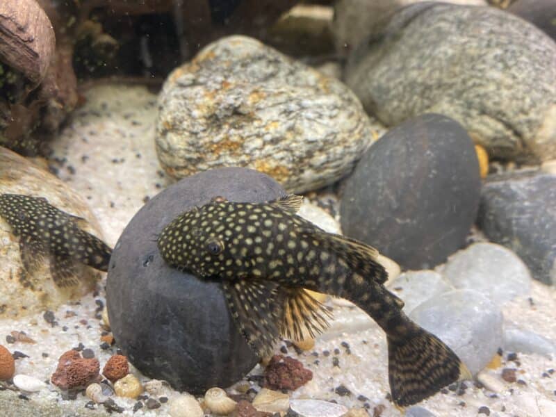 Pleco Corydoras Ancistrus escargots