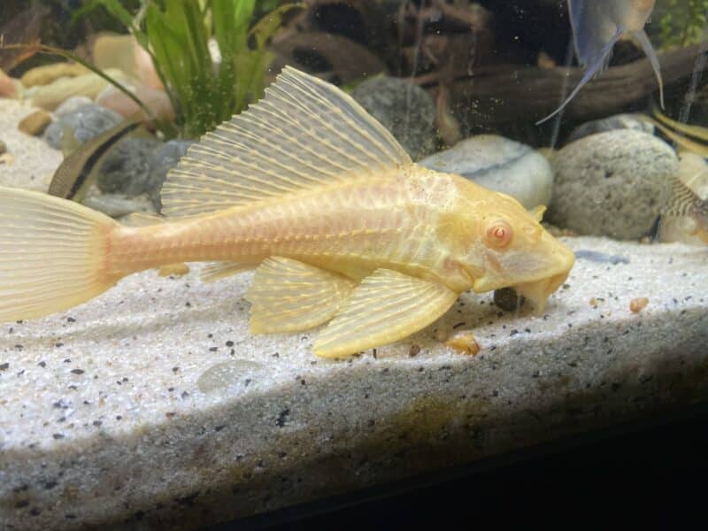 Pleco Corydoras Ancistrus escargots