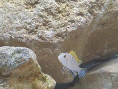 Labidochromis hongi orange cap Fx