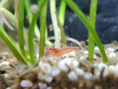 Neocaridina Sakura red