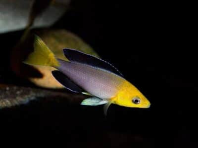 Groupe Cyprichromis Leptsoma Jumbo Yellow Head