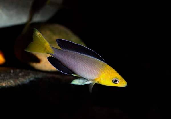 Groupe Cyprichromis Leptsoma Jumbo Yellow Head