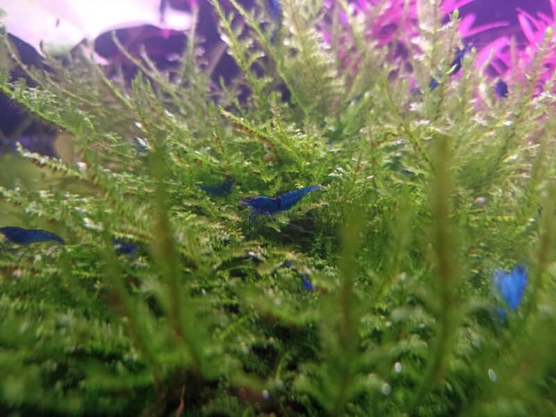 Crevettes blue Dream