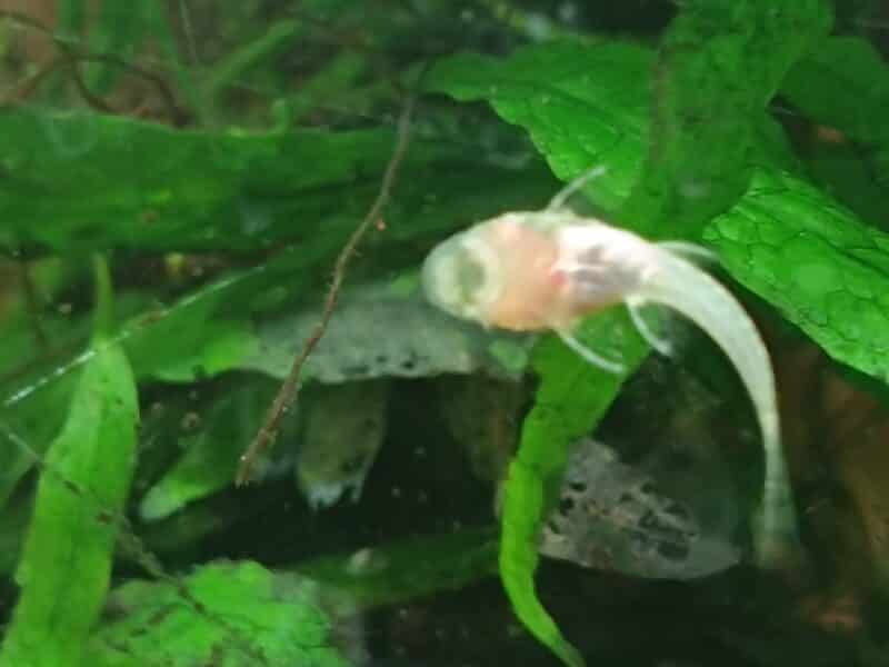 Ancistrus gold albinos et classique