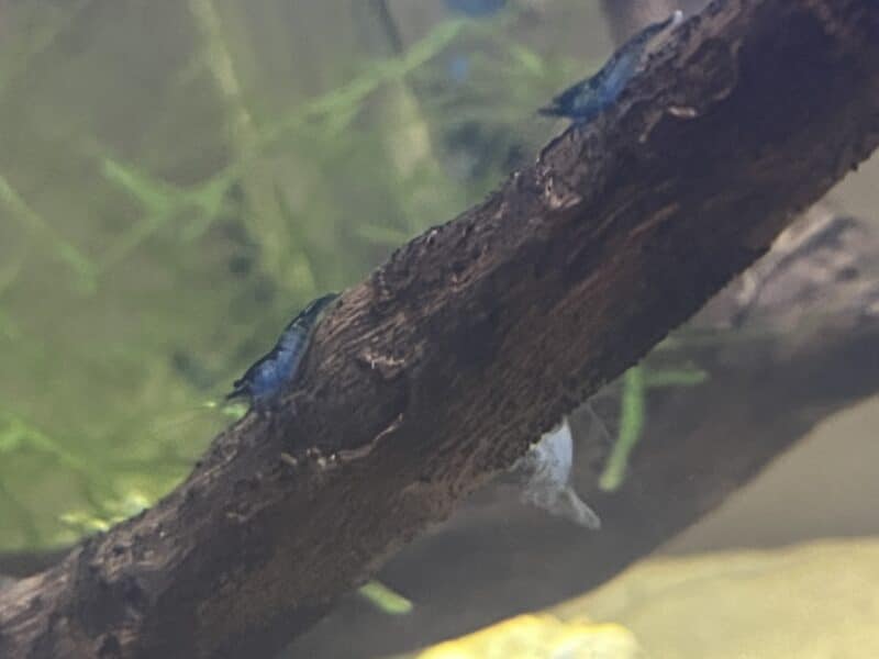 Crevettes Blue Velvet