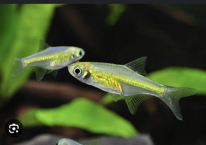 Rasbora Emeraude