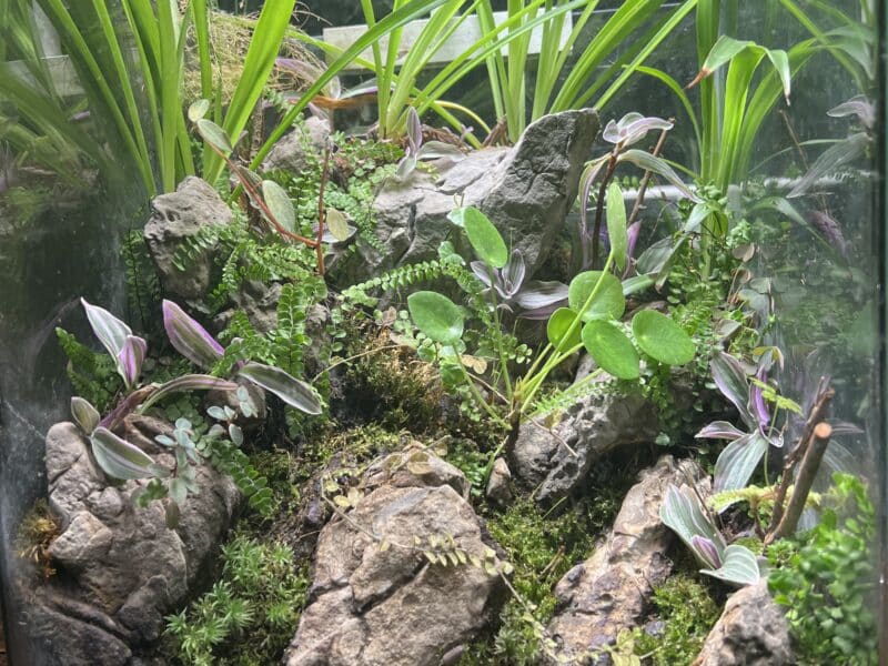 Terrarium cubic 30