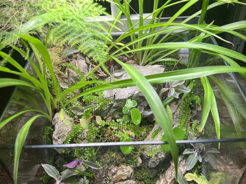 Terrarium cubic 30