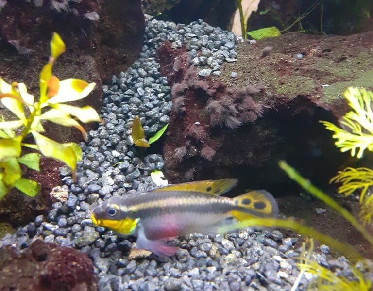Cichlidé Pelvicachromis taeniatus