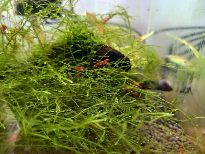 Neocaridina davidi (Red cherry)